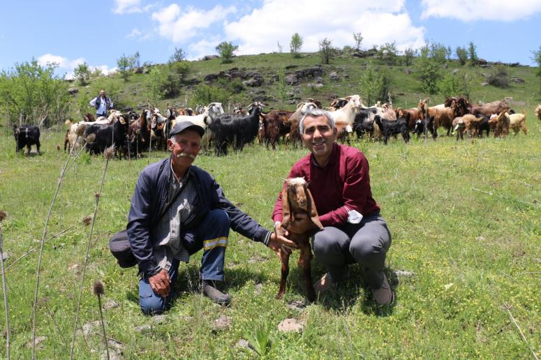 HALEP KEÇİLERİ ORDU YAYLALARINDA