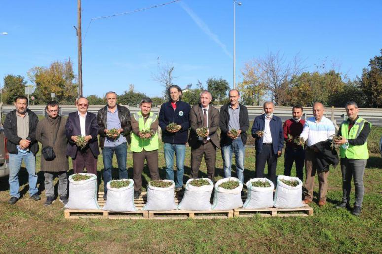 ORDU’DA SALEP ÜRETİMİ YAYGINLAŞIYOR